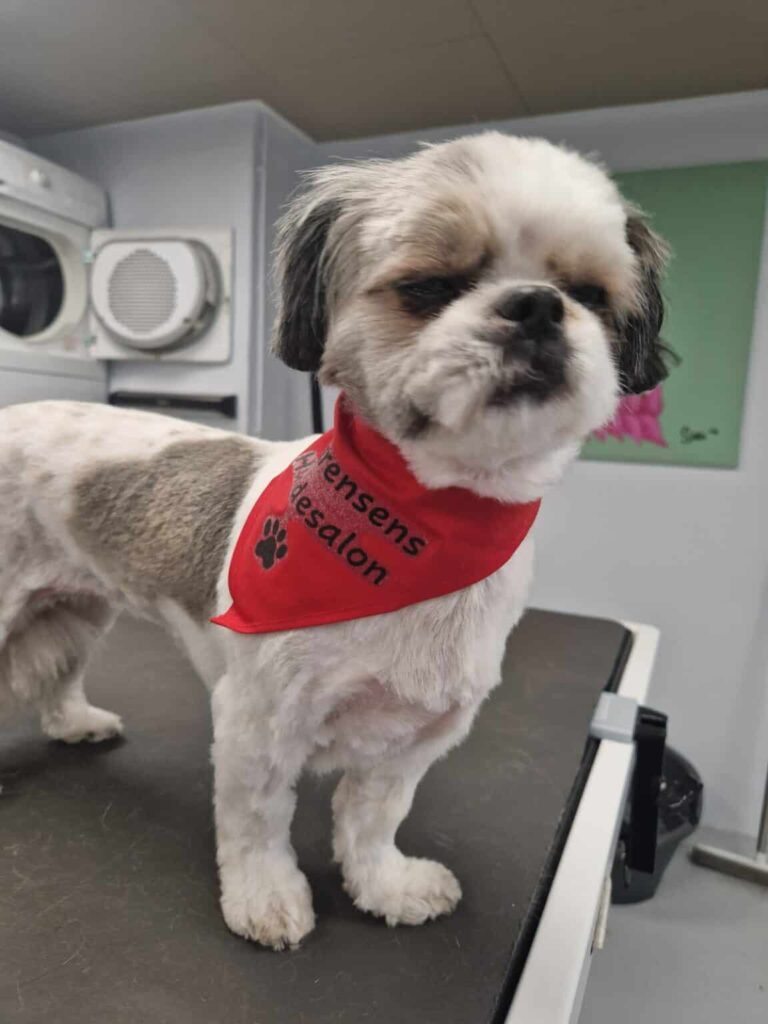 Klipning af Bichon Havanais